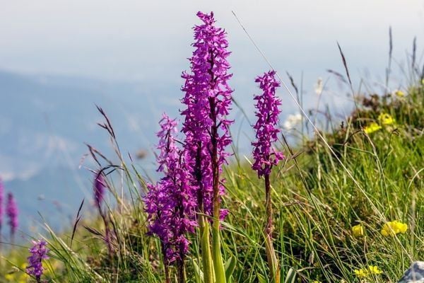 Salep Fidanı, Orchis mascula