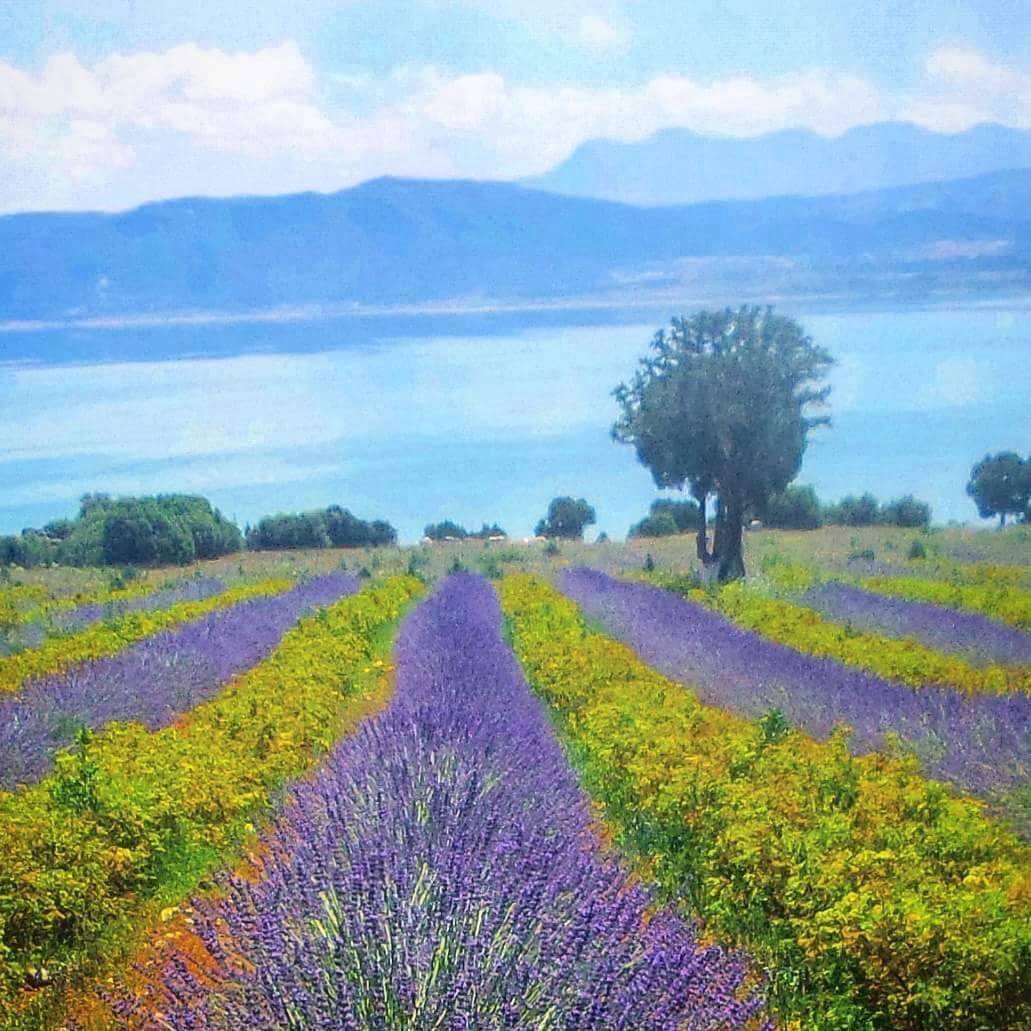 Lavanta, ballıbabagiller (Lamiaceae) familyasından Lavandula cinsini oluşturan Akdeniz kökenli bitki türlerinin ortak adıdır.