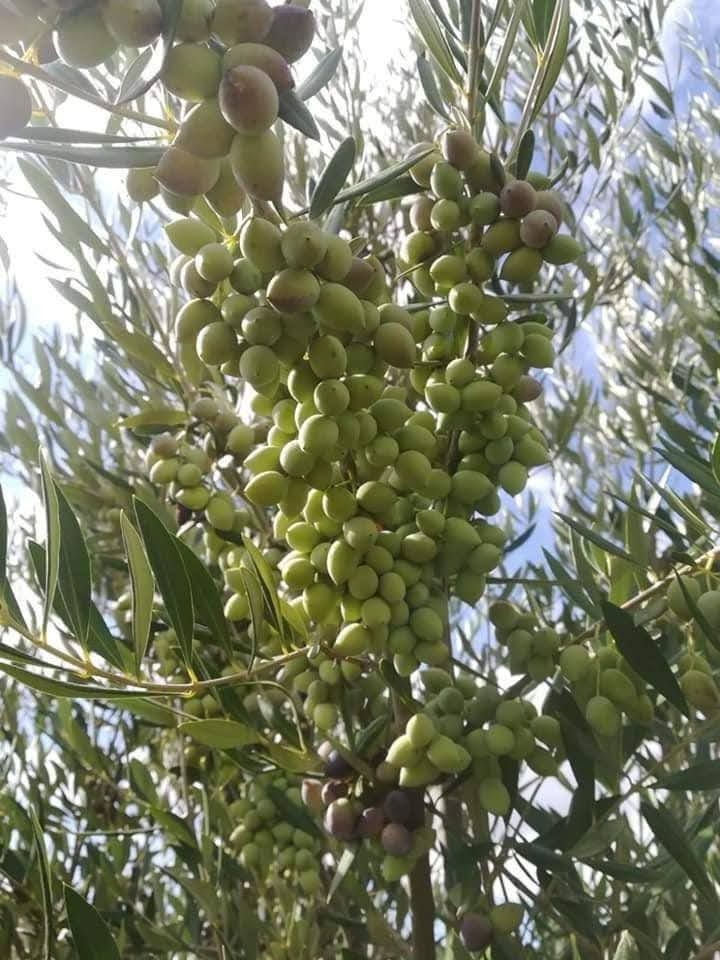 ARBEQUINA (BODUR) ZEYTİN FİDANI