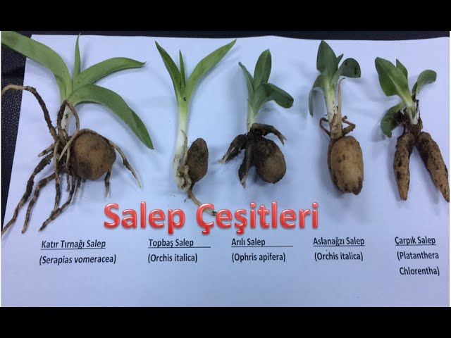 Salep bitkisi, ince ve uzun gövdesi, mor veya pembe tonlardaki çiçekleri ile tanınır.