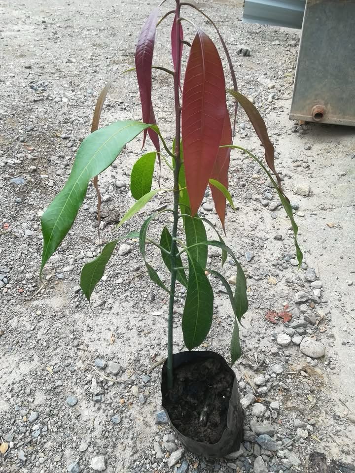 Tüplü Aşılı Tropikal Mango Fidanı