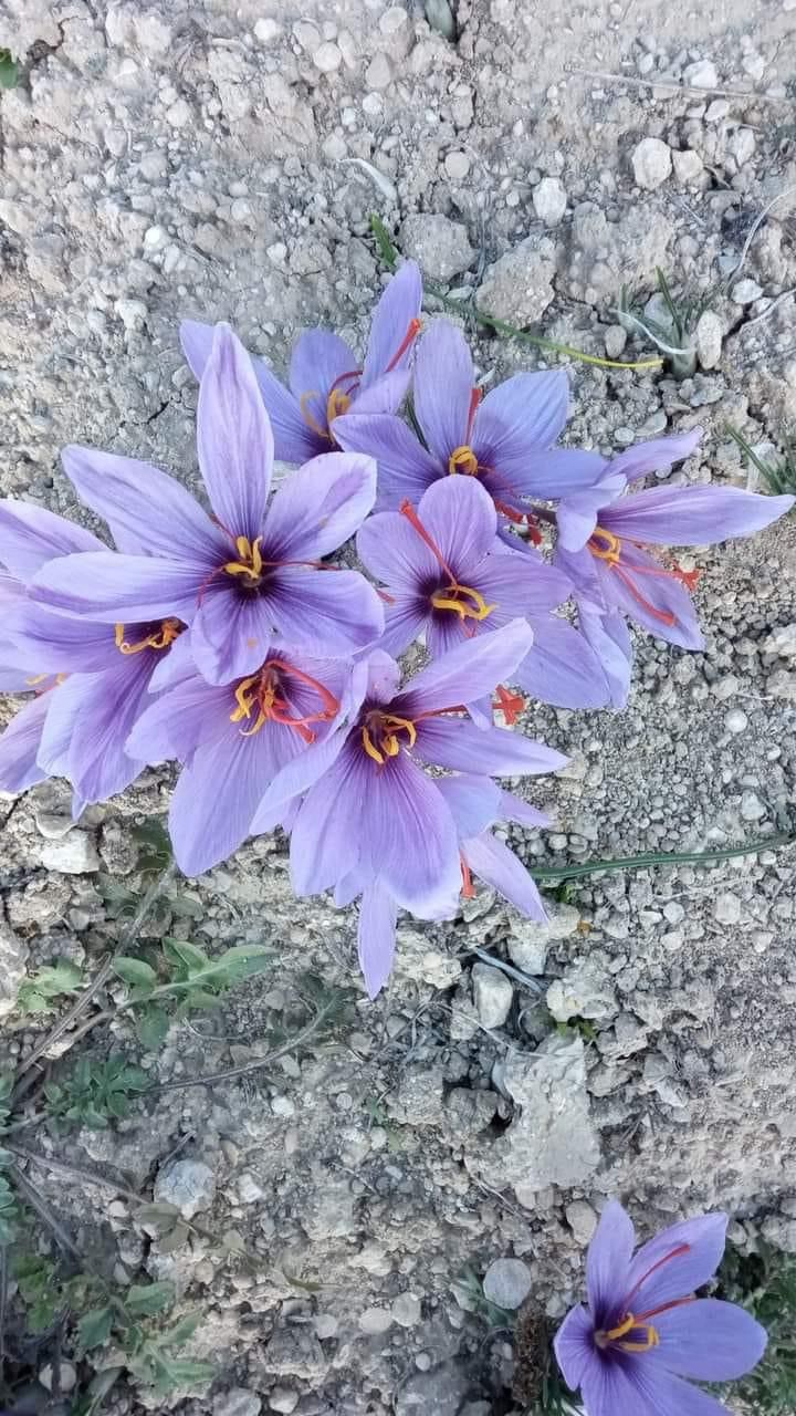 Safran Soğanı 1 kg - Crocus Sativus