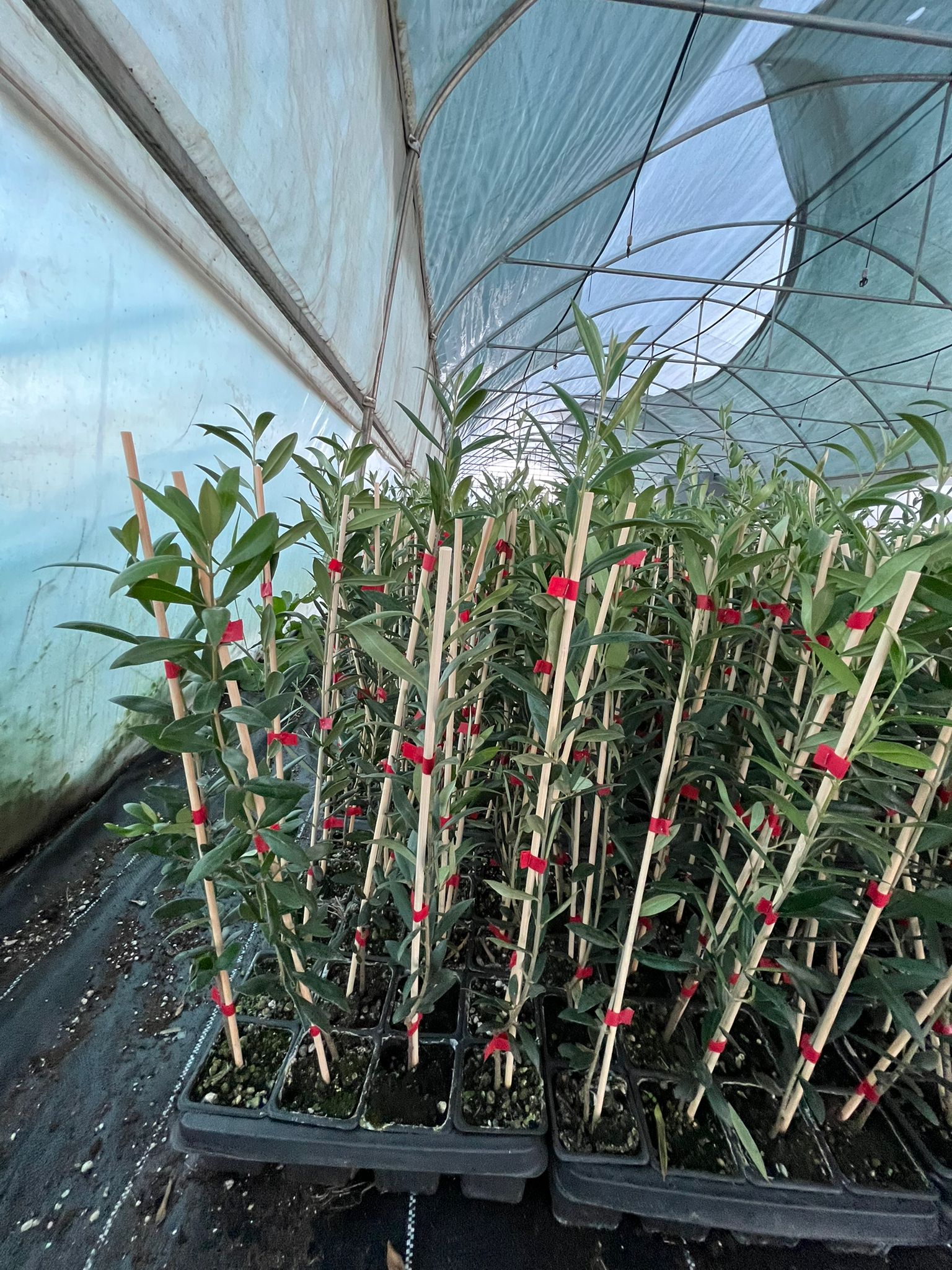 ARBEQUINA (BODUR) ZEYTİN FİDANI