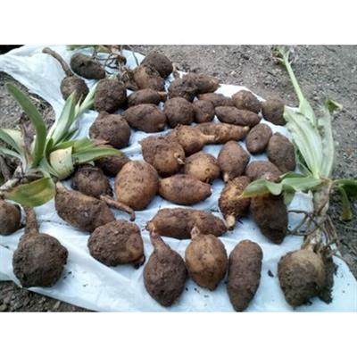 Salep Fidesi, Tohumu, Yıkanmamış, Dikime Hazır (100 ADET) ÜCRETSİZ KARGO