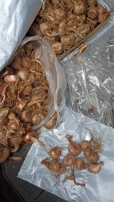 Safran Soğanı