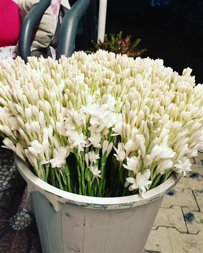 Polianthes tuberosa katlı sümbül teber sümbülteber soğanı