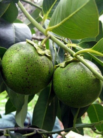 BLACK SAPOTE (ÇİKOLATA MEYVESİ) YAŞ 2,BOY 100-120 CM ÜCRETSİZ KARGO