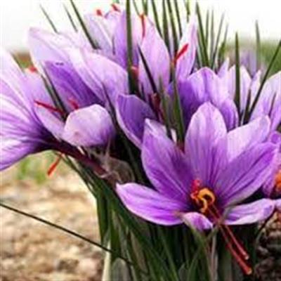 SAFRAN SOĞANI - CROCUS SATİVUS 10 ADET