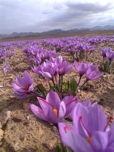 Safran Soğanı 1 kg - Crocus Sativus