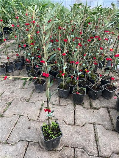 ARBEQUINA (BODUR) ZEYTİN FİDANI