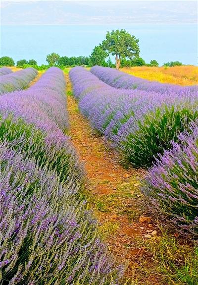 Lavandula Angustifolia  Lavanta (40-50 cm) 50 Adet