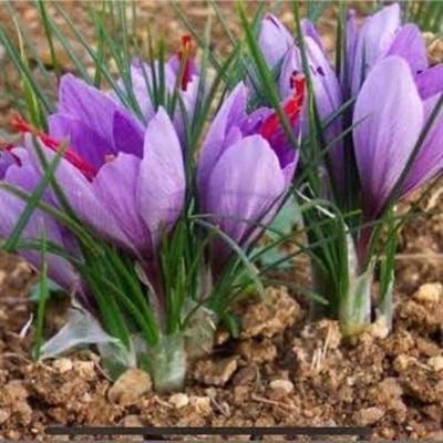 Safran Soğanı 5 Adet - Crocus Sativus