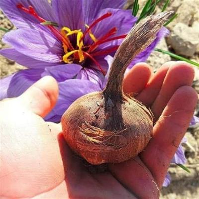 35 Adet Safran Çiçeği Soğanı