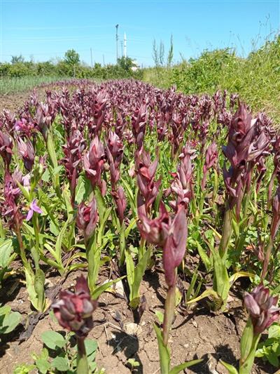 Salep Fidesi 110 Adet