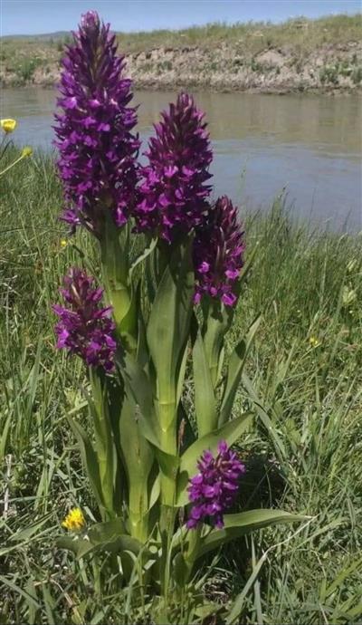 Salep Fidesi 50 Adet Orkide- Sahlep Orchis Serapias