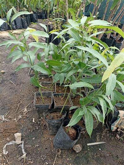 Aşısız Mango Fidanı 2 YAŞ 40 80 CM