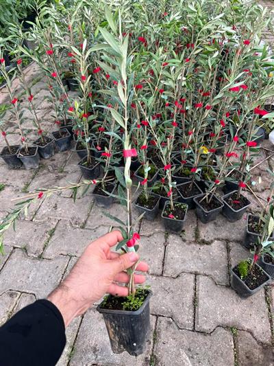 Arbequina Zeytin Fidanı