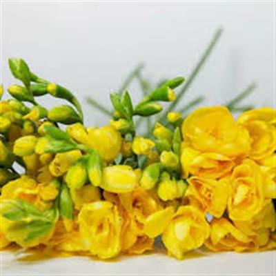 Frezya Çiçeği Soğanı Sarı – Fresia – Arpa Çiçeği