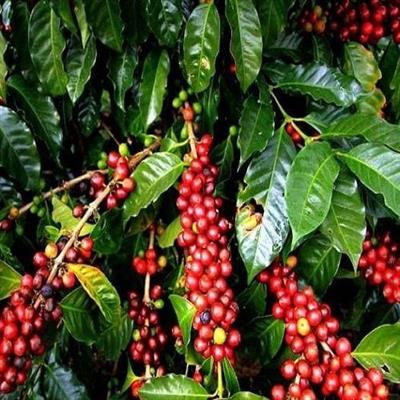 Tüplü Coffea Arabica Kahve Fidanı (Extra Bol Yavrulu)