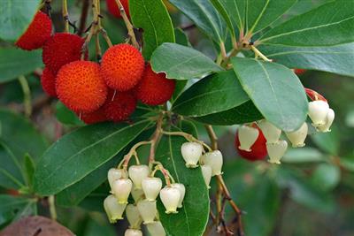 Kocayemiş, Dağ Çileği (Arbutus Unedo) Fidanı Kocayemiş