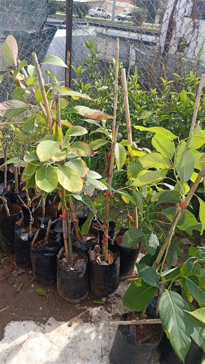 4 Adet Avokado Fidanı 2 Yaş Aşılı Tüplü 50-90 Cm Arası Ücretsiz Kargo