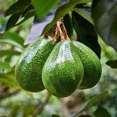 Tüplü Salkım Iri Meyveli Zutano Avokado Fidanı