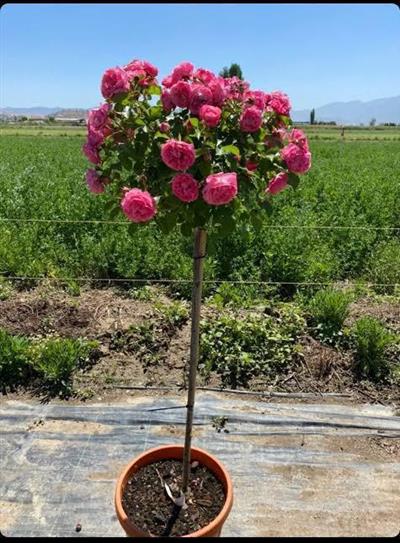 Baston Gül Fidanı Rosa ad alberello Heldoro, 80 150 cm, Saksıda