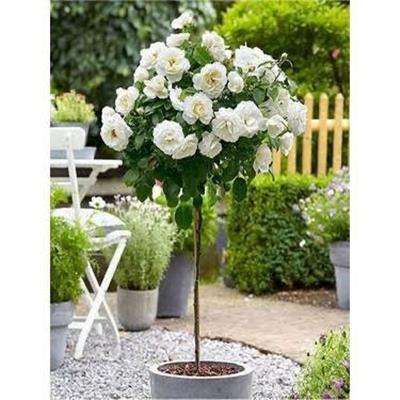 Beyaz Baston Gül Fidanı Aşılı  80 150  cm 3 Yaş