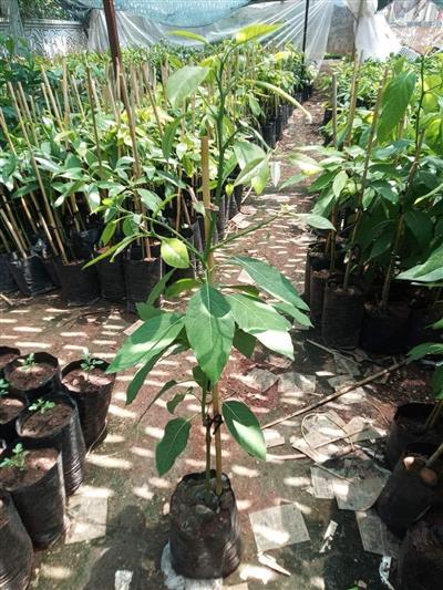 4 Adet Avokado Fidanı 2 Yaş Aşılı Tüplü 80-150 Cm Arası
