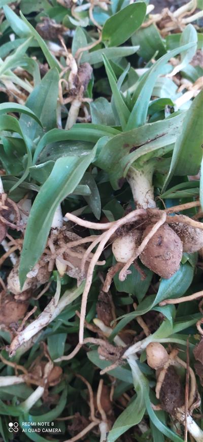 Salep Fidesi 110 Adet