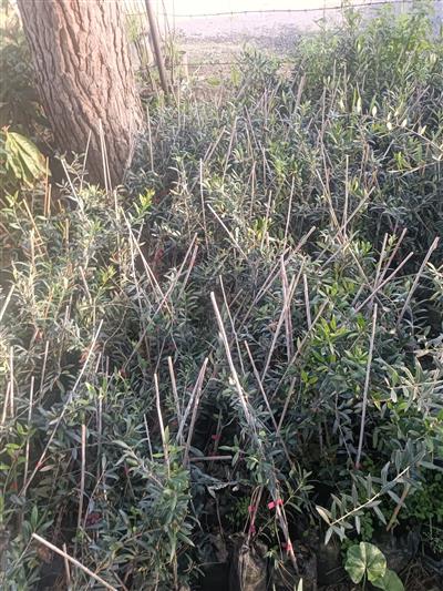 🫒 Lezzetli Arbequina Zeytin Fidanı Alın! 20 ADET