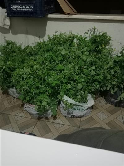 Kırlangıç otu fidesi açık kök saksısız 3 YAŞ