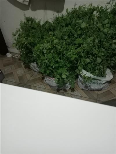 Kırlangıç Otu Fidesi Açık Kök Saksısız 1 Adet 3 Yaşında