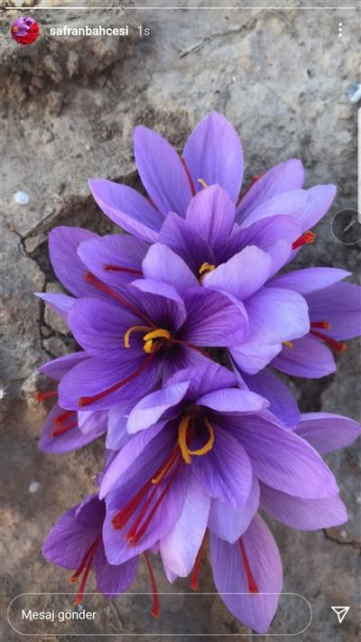Gerçek safran soğanı crocus sativus 10 adet