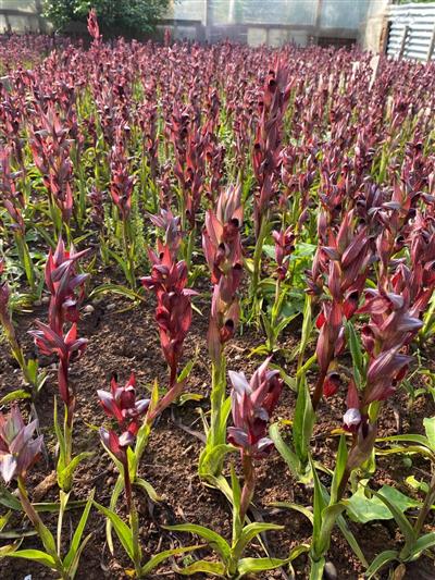 Salep Fidesi, Tohumu, Yıkanmamış, Dikime Hazır (20 ADET) ÜCRETSİZ KARGO