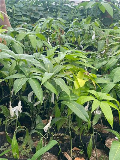 Aşı Istemeyen Mango Fidanı ÜCRETSİZ KARGO