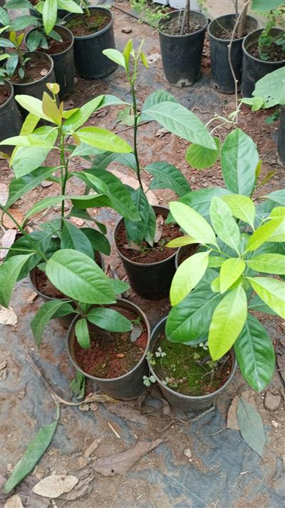 Aşı Istemeyen Mango Fidanı -80 Cm-90 Cm ÜCRETSİZ KARGO