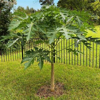 Papaya Meyvesi Fidanı